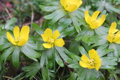 Winterling (Eranthis hyemalis): Gelbe Frühlingsblüher. Februar Frühlingsanfang im Garten.